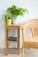 Chlorophytum comosum - Spider plant and Adiantum - Maidenhair fern in room setting