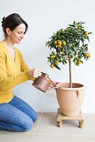 Woman watering Citrus fortunella 'Kumquat' indoors