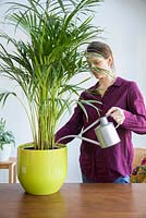 Woman watering Areca Lutescens - Butterfly Palm
