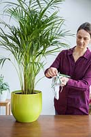 Woman cleaning leaves Areca Lutescens - Butterfly Palm