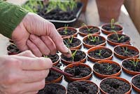Pricking out Eschscholzia 'Golden Values' seedlings. 