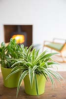 Chlorophytum comosum - Spider plant and Crassula argentea - Money tree, with view to fireplace