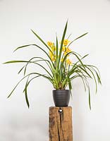 Orchid Cymbidium on wooden pedestal