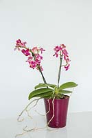 Phalaenopsis - Moth Orchid
