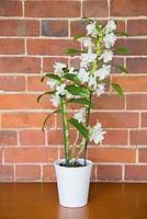 Orchid Dendrobium nobile against red brick wall