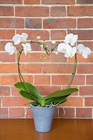 Phalaenopsis, Moth Orchid against red brick wall