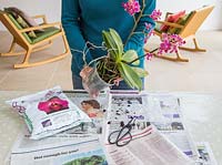 Removing Phalaenopsis - Moth Orchid from pot.