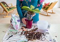 Placing Phalaenopsis - Moth Orchid in decorative pot.