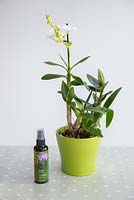 Plant and misting solution for Orchid Dendrobium. 