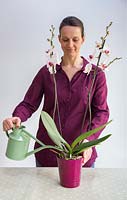 Watering Phalaenopsis - Moth Orchid with special Orchid formula.