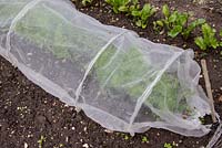 Fine mesh tunnel over carrots, to keep out carrot fly
