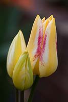 Tulipa 'Antoinette'
