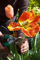 Deadheading Tulipa 'Professor Roentgen'
