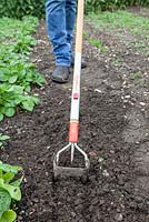Using a Wolf Tools three pronged combined cultivator hoe