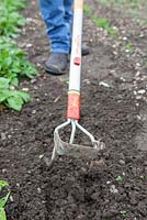 Using a Wolf Tools three pronged combined cultivator hoe