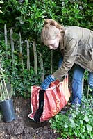 Planting a Clematis, pouring compost into deep hole
