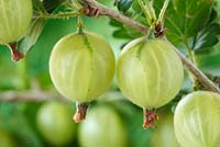 Ribes uva-crispa 'Careless' AGM - Gooseberry in June