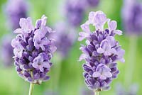 Lavandula angustifolia 'Munstead' - English lavender, July