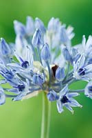Allium caeruleum AGM - Blue-flowered garlic