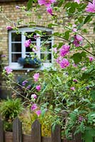 Front garden with Lavatera and fence