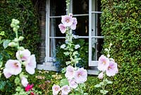 Front of cottage with pink Hollyhock and hedging