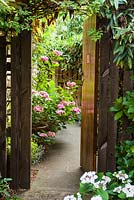 Pink Hydrangea in pot in front of wooden garden gate