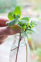 Placing Mint cuttings in water. 