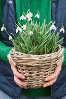 Woman holding Galanthus nivalis planted in woven basket
