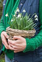 Woman holding Galanthus nivalis planted in woven basket