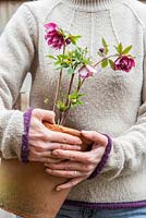 Woman carrying Helleborus x hybridus Hillier hybrids spotted, double pink in Terracotta pot.