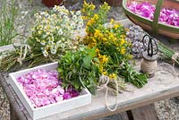 Drying freshly harvested herbs - Matricaria chamomilla - Chamomile, Menta - peppermint, Hypericum perforatum - St. John's wort, Lavandula - lavender and petals of Rosa - roses 