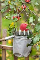 Harvesting apples using fruit picker.