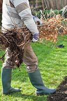 Man planting beech hedge. Bare rooted beech plants. 