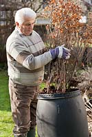 Man planting beech hedge. Refreshing bare rooted beech plants overnight in barrel of water 