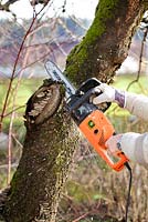 Treating fungus on a cherry tree. Removing the infected part with a saw. 