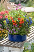Colourful Autumn container with gentians and chinese lanterns