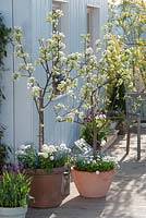Pear trees in pots on patio