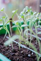 Growth development of Tomato seedlings