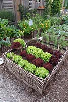 Raised bed of hazel rods with vegetables - Lettuce Lollo Rosso and Lollo Bianco
