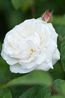 Rosa 'Winchester Cathedral'