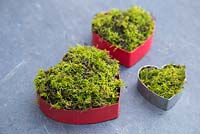 Heart shaped cookie cutters filled with moss