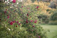 Rosa moyesii hillieri in Wild Rose Garden. Farleigh House, Hampshire