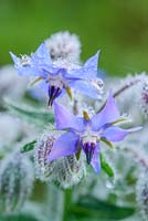 Borago officinalis. Close up of flowers with raindrops