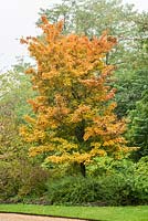 Sorbus folgneri in autumn