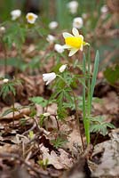 Wild daffodils growing in a woodland with wood anemones. Narcissus pseudonarcissus with Anemone nemorosa