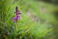 Orchis mascula - Early Purple Orchid. 