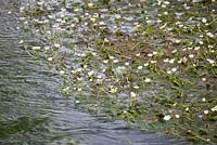 Ranunculus fluitans - River water-crowfoot. 