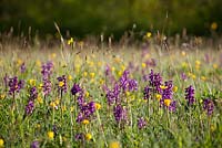 Green Winged Orchids and buttercups in Marden Meadow, Kent Orchis morio, Anacamptis morio