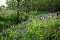 Red Campion and bluebells growing wild in a wood at Sissinghurst. Silene dioica syn. Melandrium rubrum and Hyacinthoides non-scripta