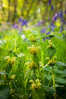Lamiastrum galeobdolon - Archangel growing with stitchwort, wild garlic and bluebells in a wood near Sissinghurst. 